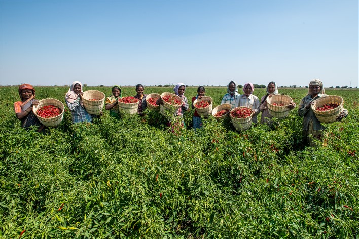Workers plucking chillies, from the fields at Gabbur, district Raichur, Karnataka. Source Asian Development Bank 