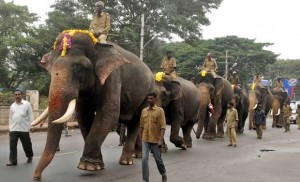 Elephants during Dasara 2013