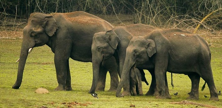 Nagarhole National Park , Family of elephants in Kabini. Image source Wiki