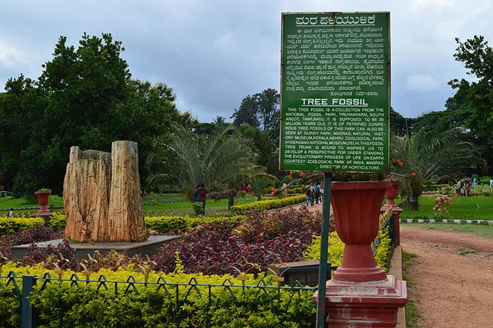 LalBagh Tree Fossil, Bangalore 