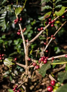 Chikmagalur coffee estate