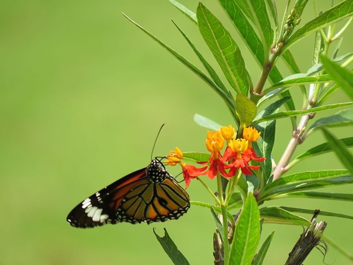 Butterfly park, parks in Bangalore