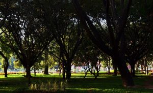 cubbon park, parks in Bangalore