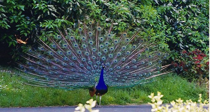 Bankapura Peacock Sanctuary