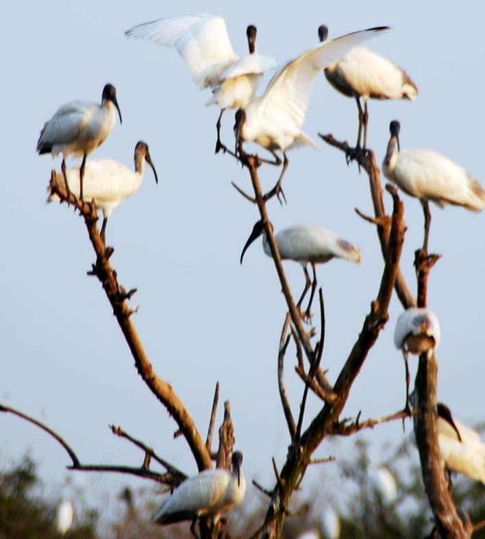 Gudavi Bird Sanctuary, Shimoga bird sanctuary 