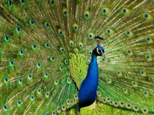 Bankapur peacock sanctuary