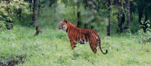 Wildlife Documentary In Karnataka, Kemmanagundi ,Indian Tiger at Bhadra wildlife sanctuary by Dineshkannambadi