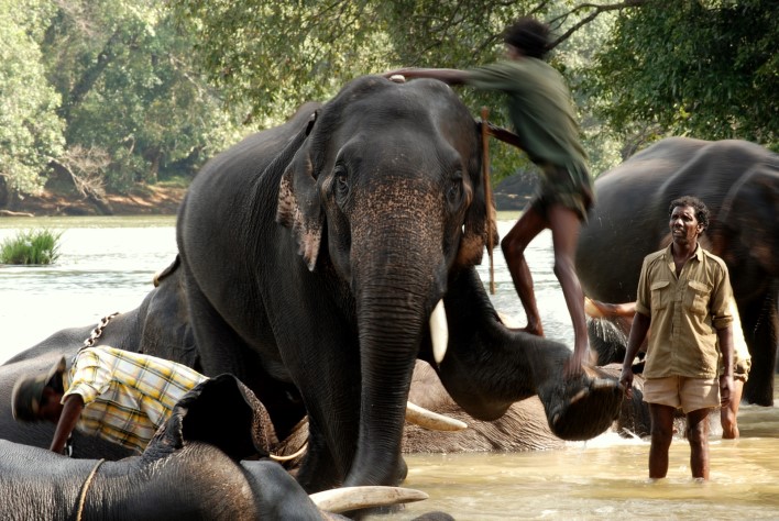 Dubare Elephant Camp. Photographer Dhruvaraj S