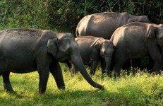 Near Mysore, Elephants at Bandipur National Park