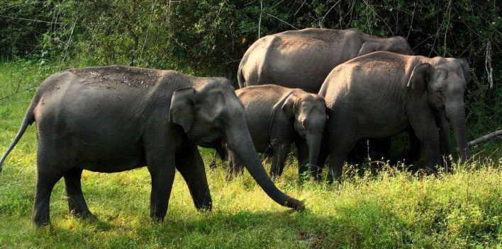 Near Mysore, Elephants at Bandipur National Park