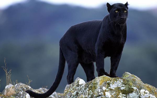 Black Panther at Anshi National Park.