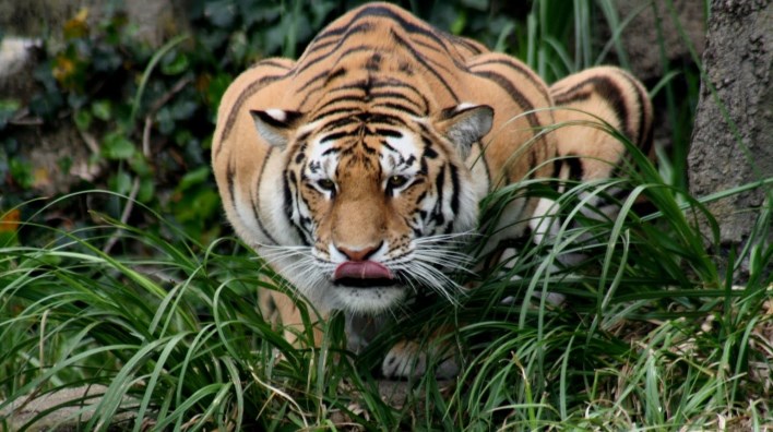 Hunting Tiger at Bandipur. Source southindiatravel.in
