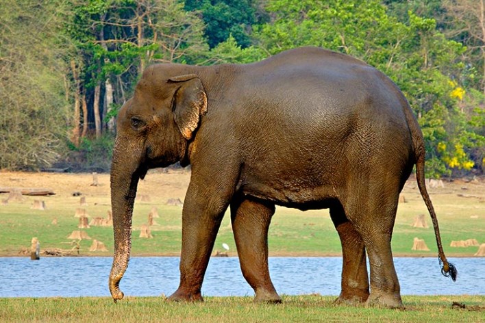 nagarhole national park, local sightseeing in Coorg