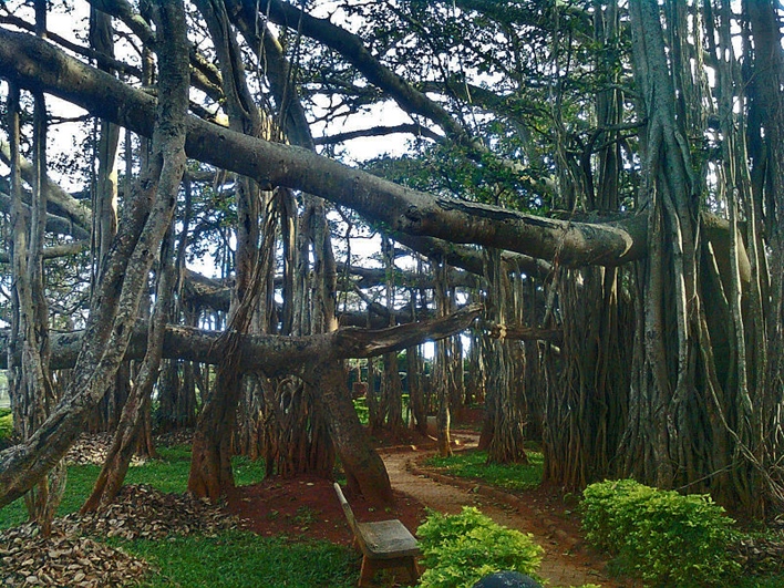 The Big Banyan Tree, Bangalore