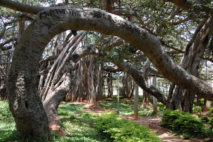 the Big Banyan Tree, Bangalore
