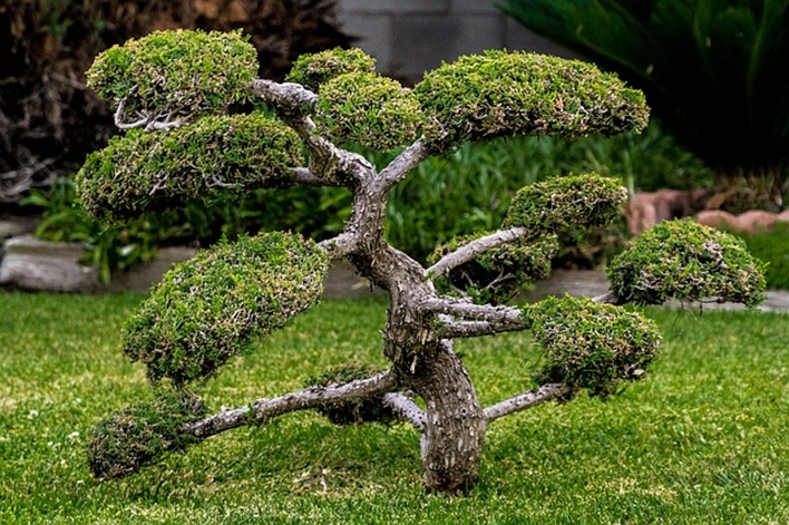 Kishkindha moolika bonsai garden, Mysore