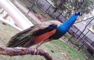 Peacock in Karanji lake, Mysore