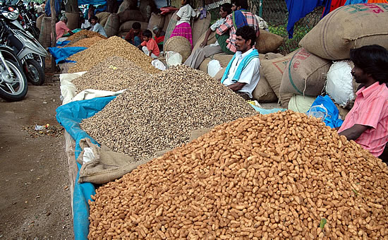 Groundnut festival in Bangalore. Image source http://www.mangalorean.com/news.php?newstype=broadcast&broadcastid=102425