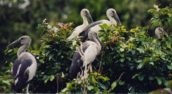 Open billed Stork at the Rangantittu bird sanctuary. Photographer Dinesh Kannambadi