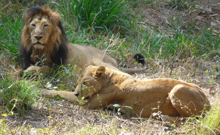 Karnataka Tourism, Lions at Bannerghatta National Park. Photographer Ashwin Kumar