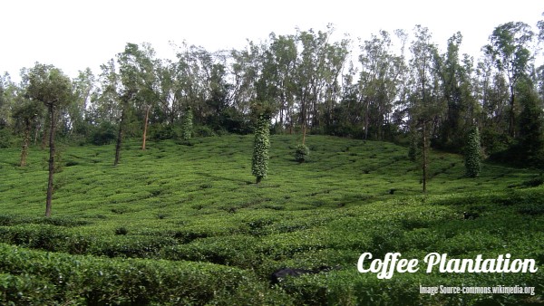 Coffee Plantation in Chikmagalur