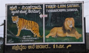 Tyavarekoppa Lion and Tiger Reserve, Shimoga. Photographer Chitra Sivakumar