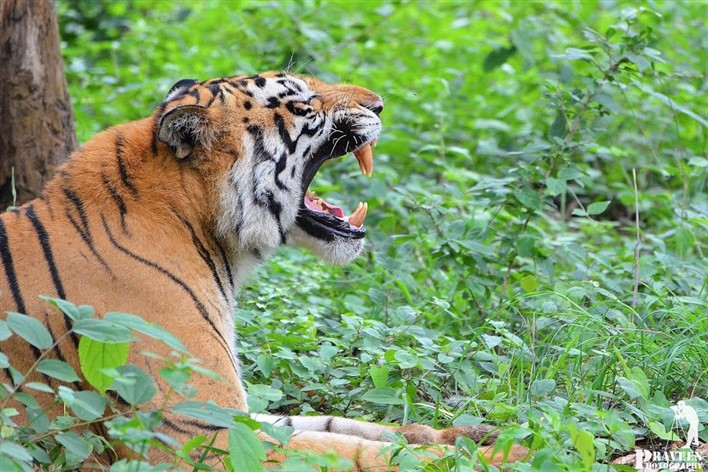 Tyavarekoppa Lion and Tiger Safari, Shimoga. Photographer PB Praveen