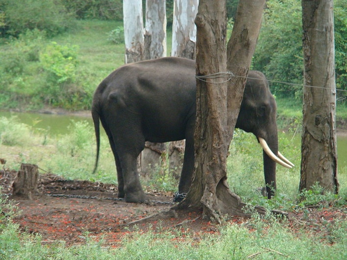 near Virajpet, Dubare, Dubare elephant camp