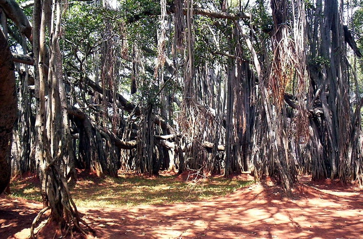 The Big Banyan Tree, Bangalore