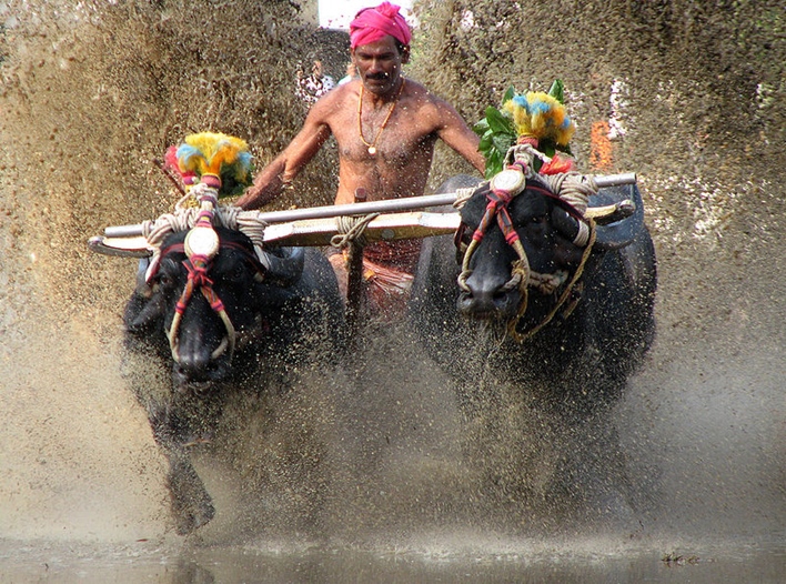 Kambala, festival of Karnataka