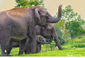 Elephants in Kabini. Photographer Bhavani Srinivaasan