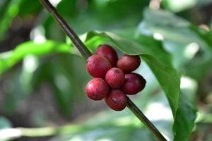 Coffee Plantation Karnataka, Source Bharat Yadav