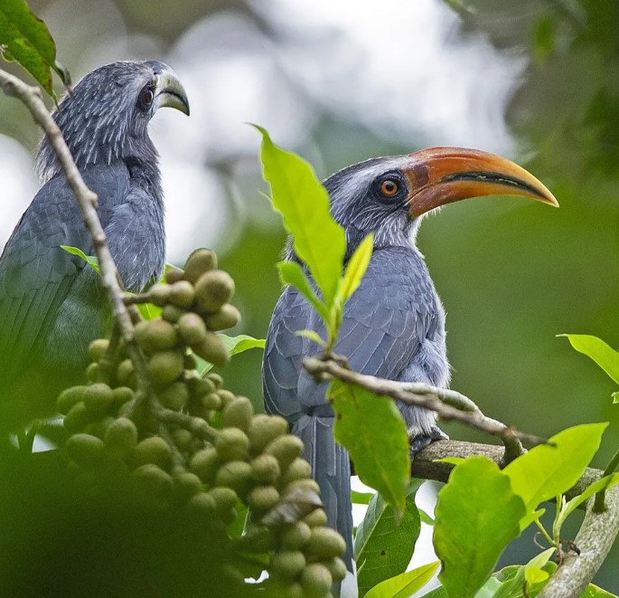 Kalinga, Agumbe, Bird Trail. Source Kalinga