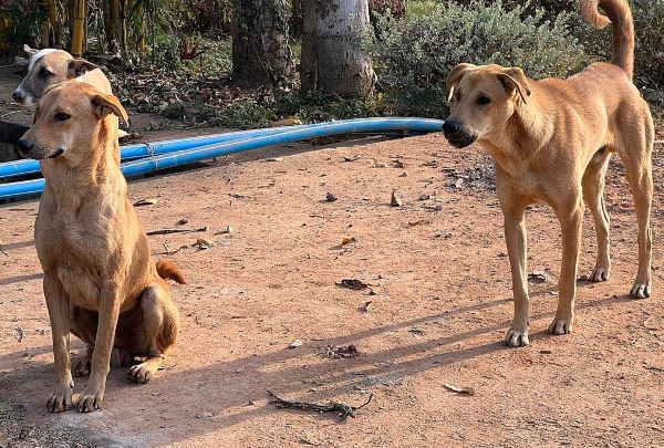 Dogs, Karnataka. Source Enactataph
