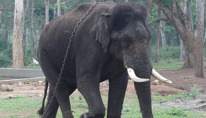 Mathigodu Elephant Camp. Source A. J. T. Johnsingh, WWF-India and NCF