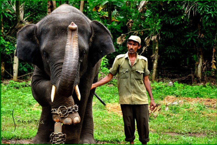 Sakrebyle Elephant Camp. Source Soumyakant Padhi